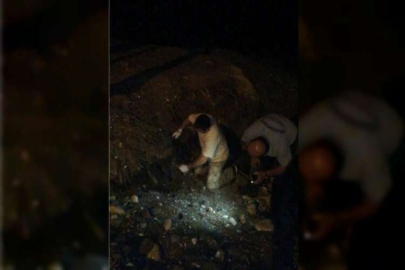 Mersin'de ağaç kökleri altında mahsur kalan köpek ve 7 yavrusu kurtarıldı