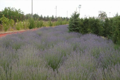 Kahramanmaraş'ta lavanta hasadı yapıldı