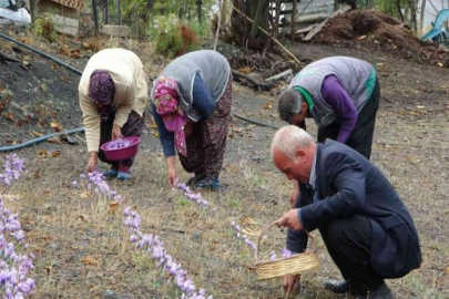 Adana’nın Feke ilçesinde safran hasadı başladı