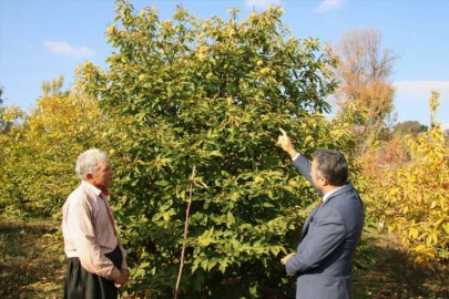 Alternatif ürün olarak yetiştirdiği kestaneden 9 ton rekolte aldı