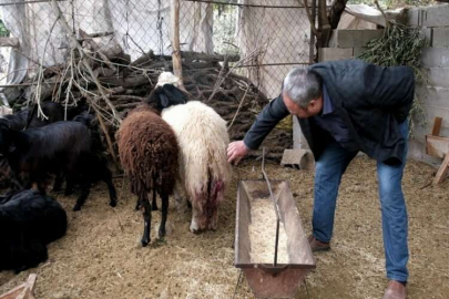 Mersin'de ağıla giren sahipsiz köpekler bir küçükbaş hayvanı telef etti, 4'ünü yaraladı