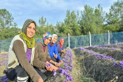 Mersin'de safran hasadı yapıldı