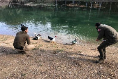 Mersin'de yaban hayvanları için doğaya yem bırakıldı