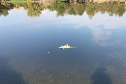 Ceyhan Nehri'nde görülen balık ölümleriyle ilgili inceleme başlatıldı