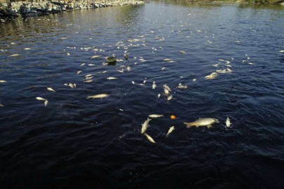 Ceyhan Nehri'nde görülen balık ölümlerinin nedeni araştırılıyor