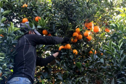 Mersin'de portakal hasadı başladı