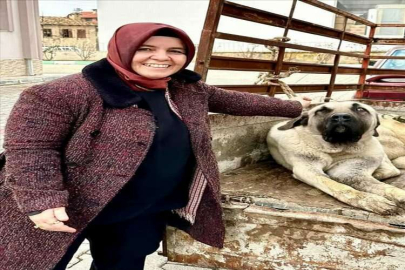 Elmalı'da köpekler çip takılarak aşılanıyor