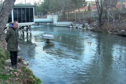 Ceyhan Nehri'nde yüzen su samurları cep telefonuyla görüntülendi