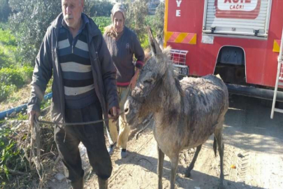 Hatay'da sulama kanalına düşen eşeği itfaiye kurtardı