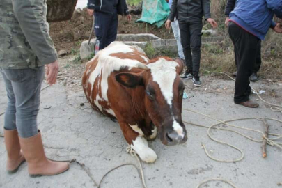 Antalya'da sulama kanalı çukuruna düşen inek iş makinesiyle kurtarıldı