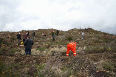 Hatay'da yangınlardan etkilenen ormanlık alanlar ağaçlandırmayla yeşerdi