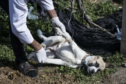 Hatay'da muayenehanesi yıkılan veteriner, yaralı hayvanların yardımına koşuyor