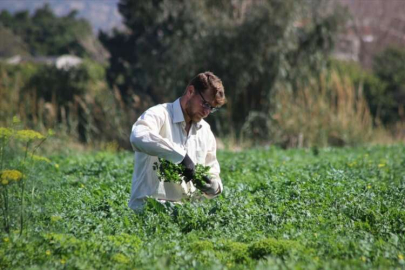 Depremin etkilediği Arsuz'da çiftçiler maydanoz hasadı mesaisinde