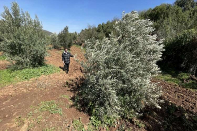 Hatay'da depremler zeytinlikte kot farkına neden oldu