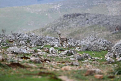 Deprem şokunu Hatay'daki ceylanlar da yaşadı