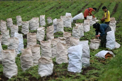 Hatay'daki depremzede tarım işçileri havuç mesaisinde