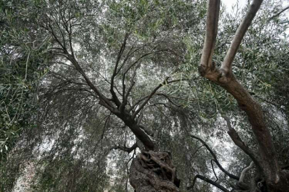 Minaresi yıkılan caminin avlusundaki anıt ağaç depremde zarar görmedi