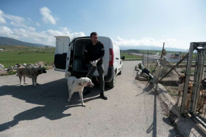 İskenderunlu hayvansever depremde yaralanan köpeklerin tedavisi ve bakımıyla ilgileniyor