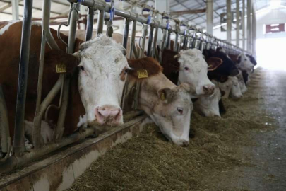 Kahramanmaraş'ta depremlerde hasar görmeyen mandıra üretime devam ediyor