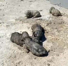 Antalya’da yavru köpeklere beton atık suyu katliamı