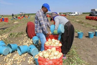 Soğanın tarla fiyatı  5 liraya kadar geriledi