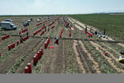 Çukurova'da hasadın yaygınlaşmasıyla soğanın fiyatı düşüyor