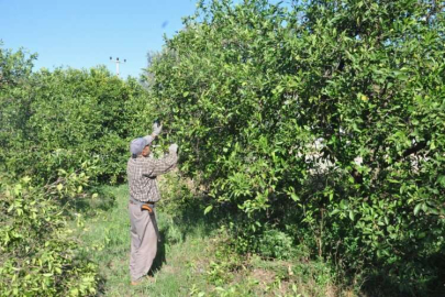 Finike'de portakal ve nar ağacı budama fiyatları belirlendi