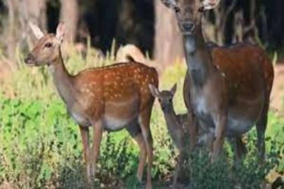 Bu yılın ilk alageyik yavruları görüntülendi