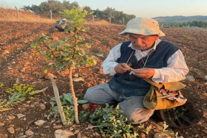 Mardin’de çiftçilerin yeni umudu fıstık 