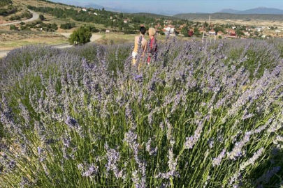 Isparta'daki lavanta bahçelerini festivalin ilk 3 günü yaklaşık 100 bin kişi ziyaret etti