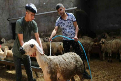 Sıcaklık 52 dereceye ulaştı, besiciler koyunları soğuk suyla yıkadı