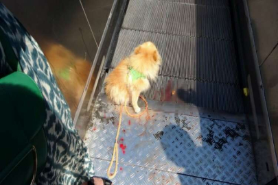 Taksim’de köpek yürüyen merdivene sıkıştı