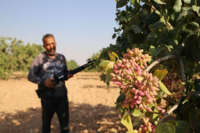 ‘Yeşil altın’ için 7 gün 24 saat silahlı nöbet