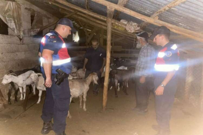 Mersin'de ormanda kaybolan 46 küçükbaşı jandarma buldu