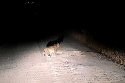 Nesli tükenme tehlikesi altında olan vaşak Elazığ’da görüntülendi