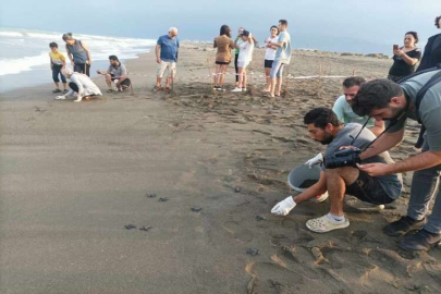 Hatay'da yumurtadan çıkan deniz kaplumbağası yavruları suyla buluştu