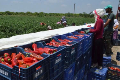 Çukurova'da 'kış hazırlıkları' başladı