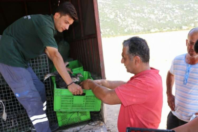 Antalya'da meralardaki çekirgelere karşı 