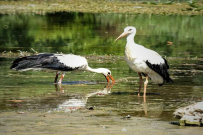 Antalya'da 3 leylek yavrusu bakımı yapılarak doğal ortama bırakıldı