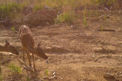 Manavgat yangınından kurtulan alageyik ile yavrusu fotokapanla görüntülendi