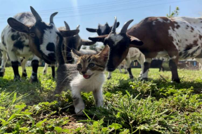 Ormanlık alanda kutuda bulduğu 3 kedi yavrusu 