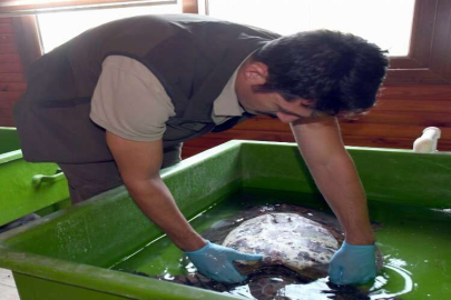 Hatay'da bitkin bulunan caretta caretta tedaviye alındı