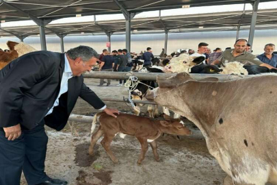 Gürer: “Buzağı ölümleri neden önlenemiyor?”