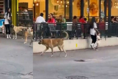 Başıboş sokak köpekleri, küçük çocuğu olan bir kadının etrafını çevirdi