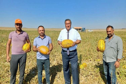 Niğde'de kavun tarlada kaldı, üretici zarar etti