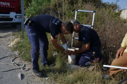 Antalya'da kuyuya düşen oğlağı itfaiye kurtardı