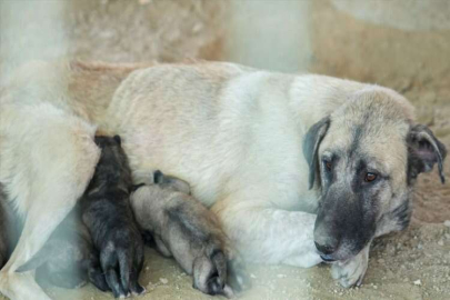 Tarsus’ta uçurumun kenarında mahsur kalan köpek ve yavruları kurtarıldı