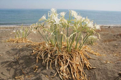 Mersin'de koruma altındaki kum zambakları çiçek açtı