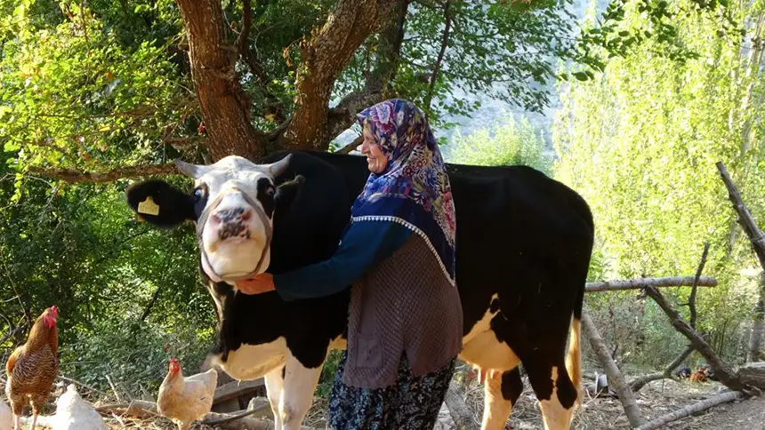 Köyde süt, yoğurt, peynir bulamaz oldular 3