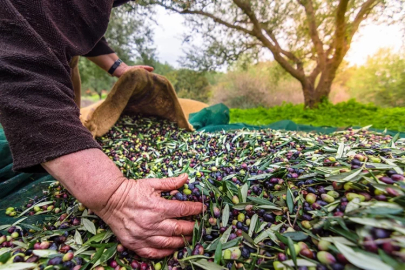 Türkiye sofralık zeytin ihracatında tarihi rekor kırdı